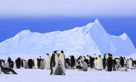 More Penguins—and People—in Antarctica than Previously Thought