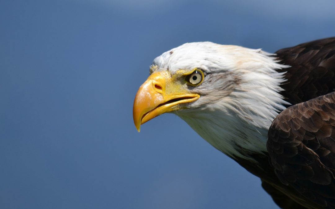Bald Eagle Does the Breaststroke
