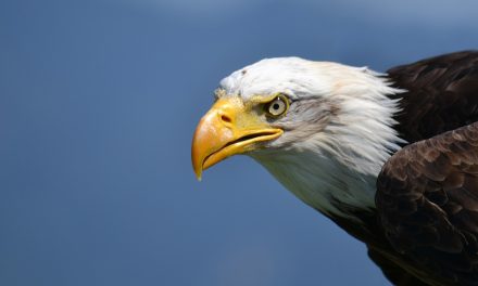 Bald Eagle Does the Breaststroke