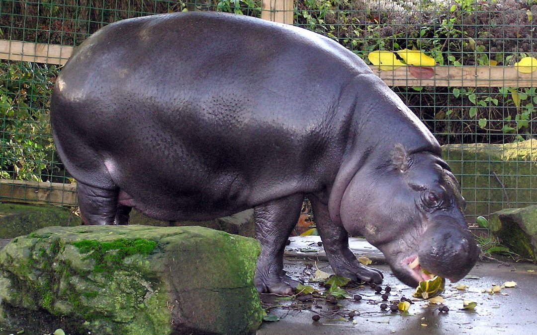 Hungry Hungry Hippos in the Wild