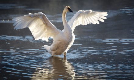 Yellowstone National Park: Global Warming’s Version of CliffsNotes