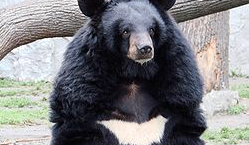 Waxing of the Moon Bear