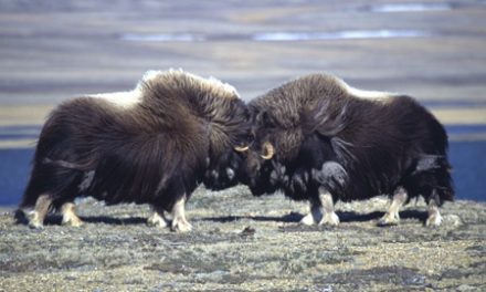 Kayak With 70,000 Musk Oxen!
