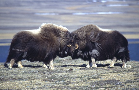Kayak With 70,000 Musk Oxen!