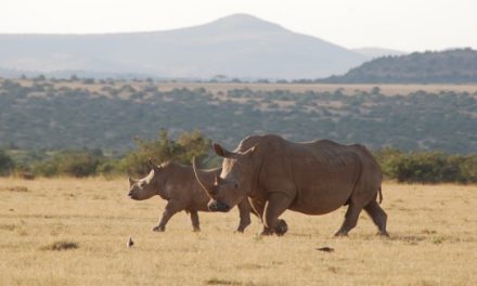 Rare Rhino Encounters! On Safari in Kenya with Rick