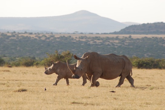 Rare Rhino Encounters! On Safari in Kenya with Rick
