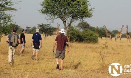 African Safari on Foot: Trekking in Kenya