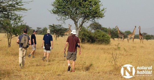 African Safari on Foot: Trekking in Kenya