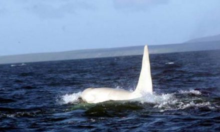 All-White Orca Spotted off Russia’s East Coast