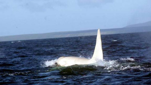 All-White Orca Spotted off Russia’s East Coast