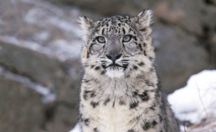 WWF Provides Life Insurance for Snow Leopards