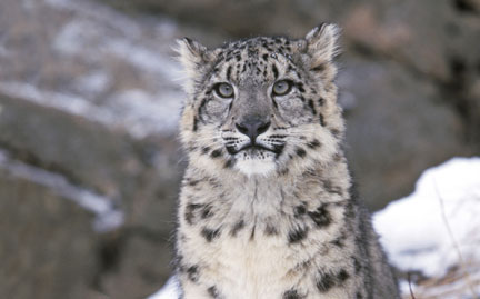 WWF Provides Life Insurance for Snow Leopards