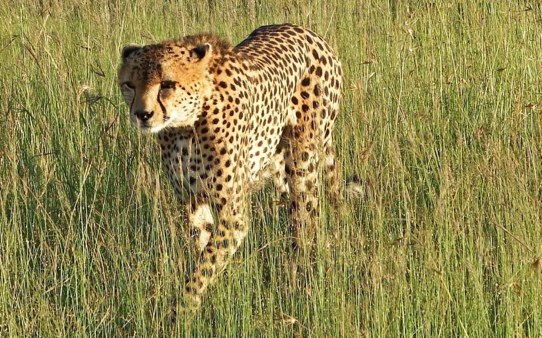 Happy Mother’s Day 2012, to Cheetahs, Gemsboks and You