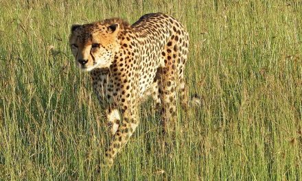 Happy Mother’s Day 2012, to Cheetahs, Gemsboks and You