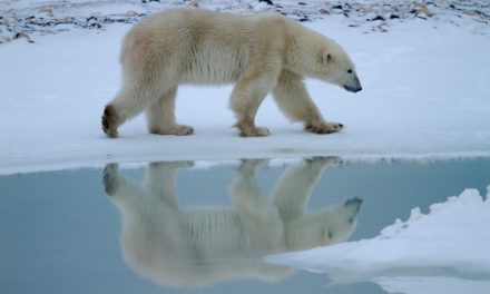 Sea Ice: Losing in the Arctic, but Gaining in the Antarctic