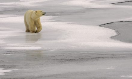 Polar Bears Are Older than We Thought, and They Come from Ireland