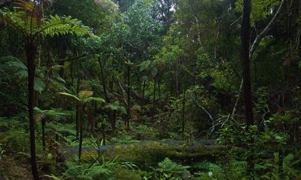 Stewart Island: New Zealand’s Isle of Glowing Skies