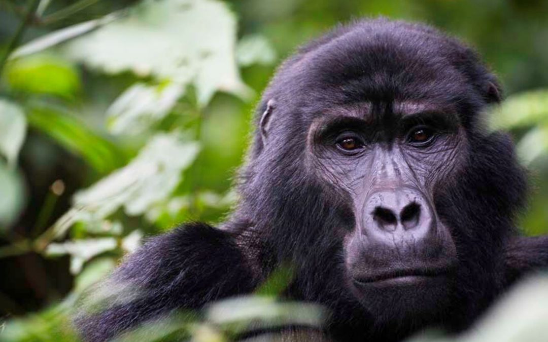 Video: Rare Cross River Gorilla Footage