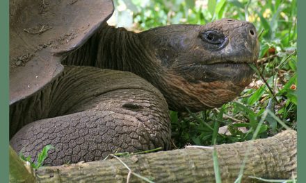 Lonesome George, I Will Miss You