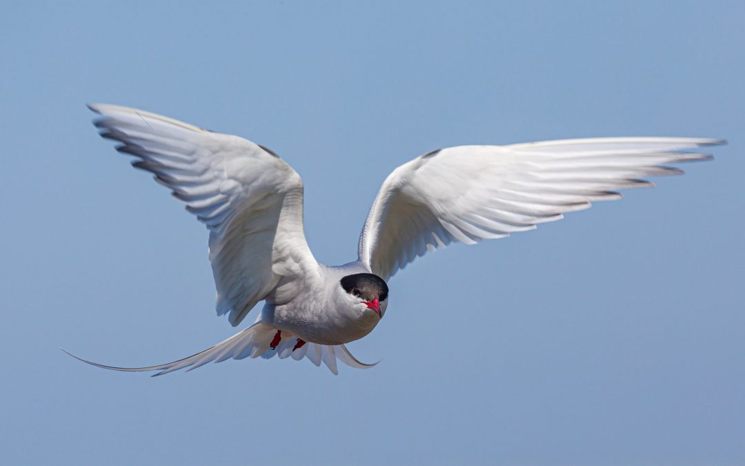 World Tour of the Arctic Tern