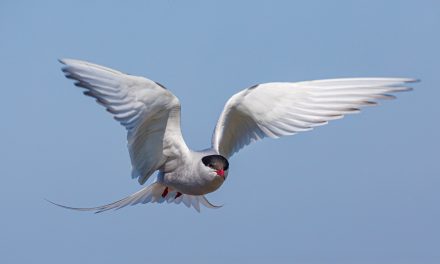 World Tour of the Arctic Tern