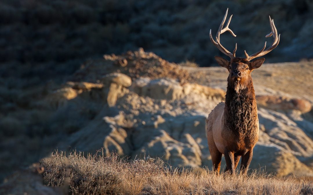 Videos: Elk in Estes Park