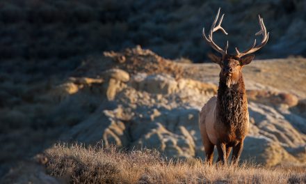 Videos: Elk in Estes Park