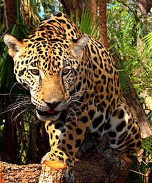 Top Cat of the Rainforest