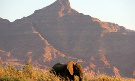 When Conservation Helps Communities, Wildlife Prospers: Lessons from Namibia