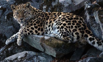 A New Refuge for the World’s Rarest Cat