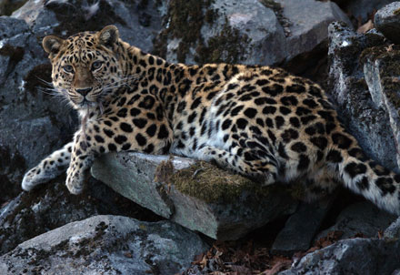 A New Refuge for the World’s Rarest Cat