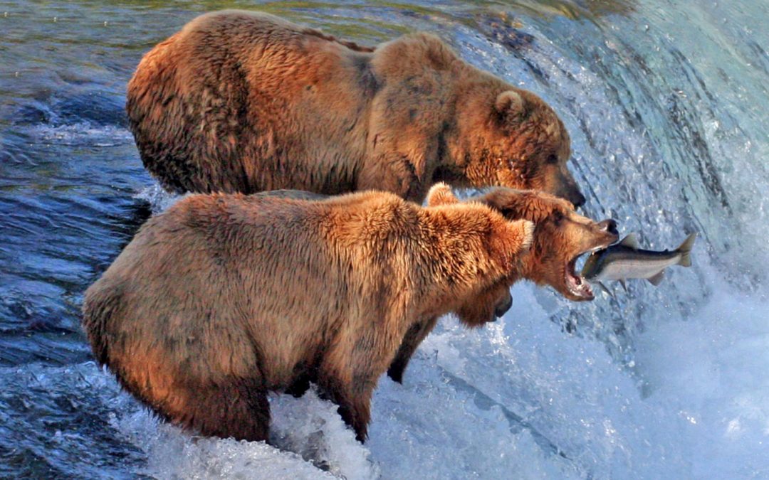 Crittercam: Grizzly Bear Catches a Salmon