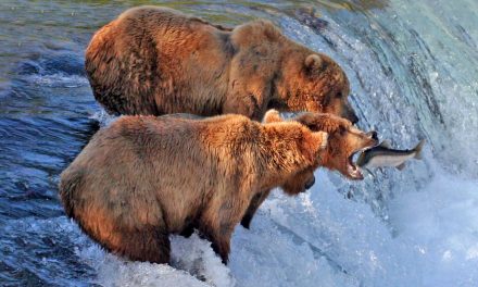 Crittercam: Grizzly Bear Catches a Salmon