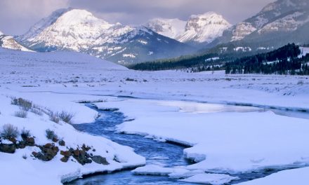 Smartphone Apps Pinpoint Wildlife Sightings in Yellowstone, But Is That a Good Idea?