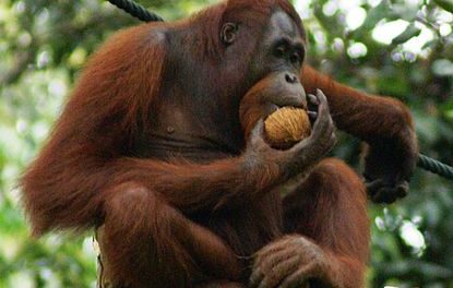 Wilderness Survival School for Orangutans