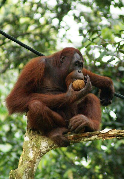 Wilderness Survival School for Orangutans