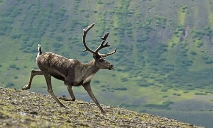 Will Arctic Animals Be Able to Outrun a Tundra Turning to Forest?