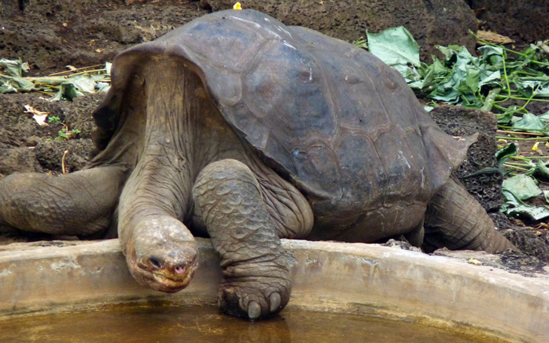 Video: A Moment with Giant Galapagos Tortoise Lonesome George