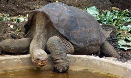 Video: A Moment with Giant Galapagos Tortoise Lonesome George