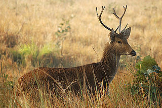 The Jewel and the Keystone of India’s Kanha National Park