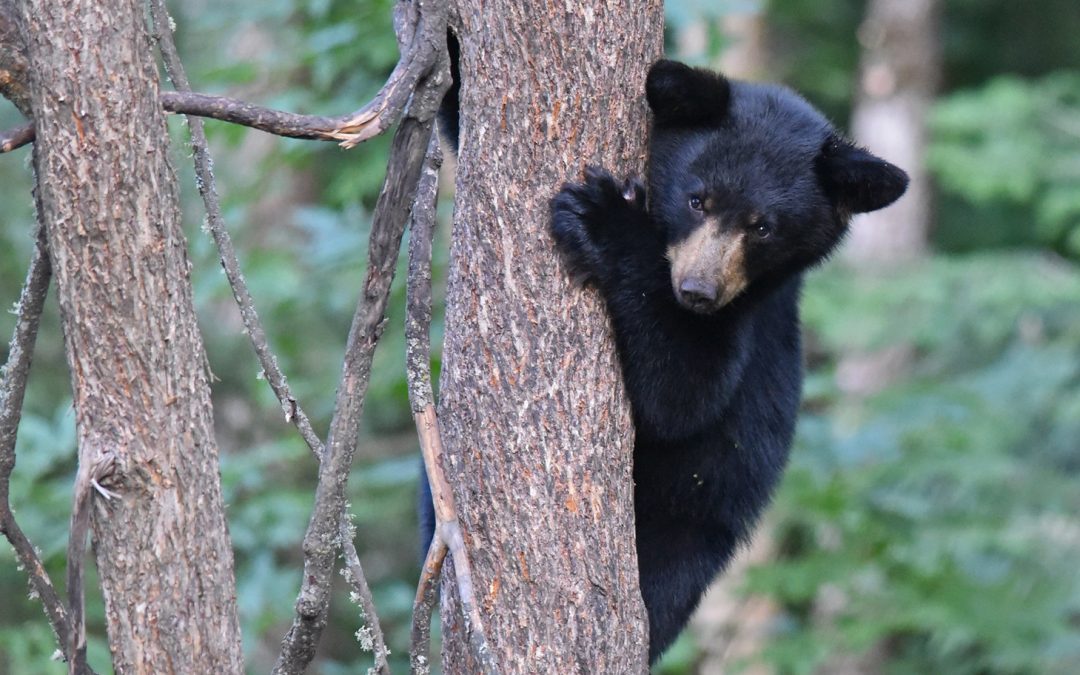 Video: Bear Cubs Rescued from a Dumpster