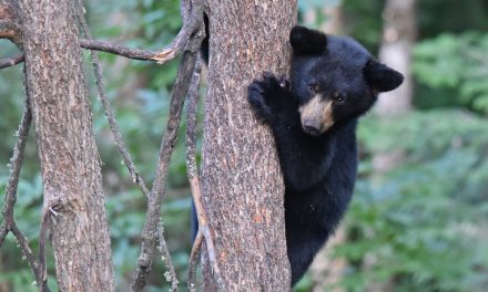 Video: Bear Cubs Rescued from a Dumpster