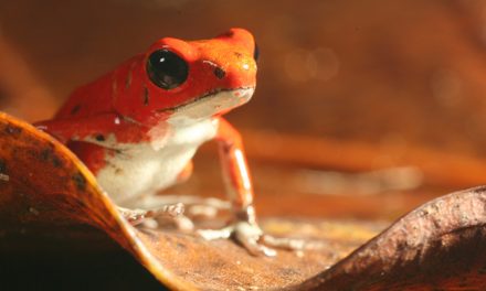 Could Save-the-Environment Messages Use a Little Selfishness?