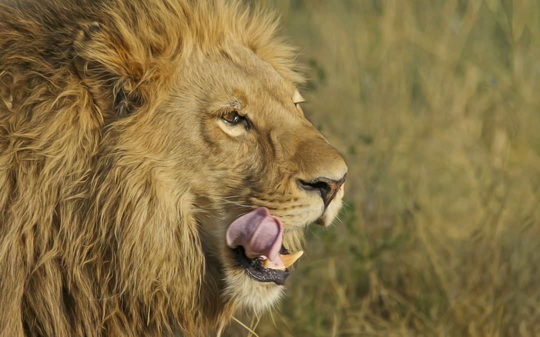 Video: The Lion and the Photographer