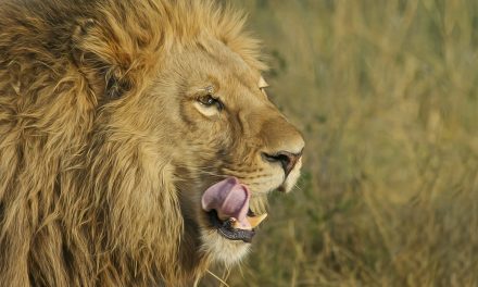 Video: The Lion and the Photographer