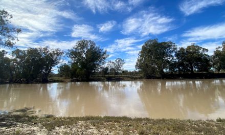 Video: Dancing the River Back in Australia