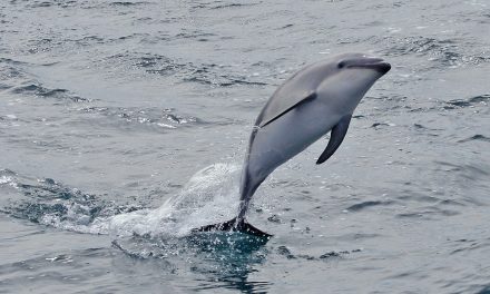 Mammals in the Military: Navy Dolphins