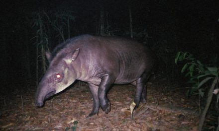 Wildlife on Candid Camera