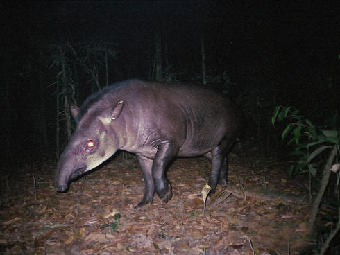 Wildlife on Candid Camera