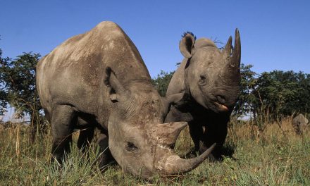 Rhinos Poached to the Brink